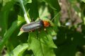 Cantharis livida